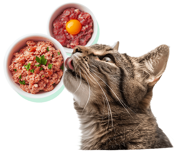 Kot oblizujący się na widok mięsa